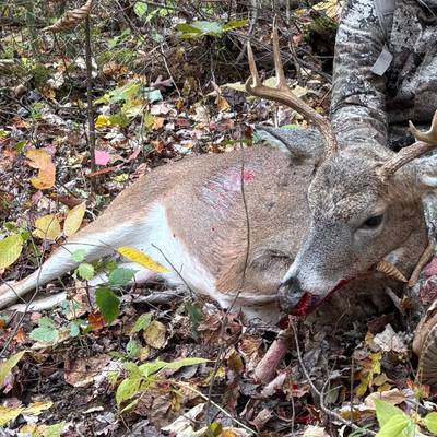 Archery 5 (Late) / Muzzle loader 2026-27