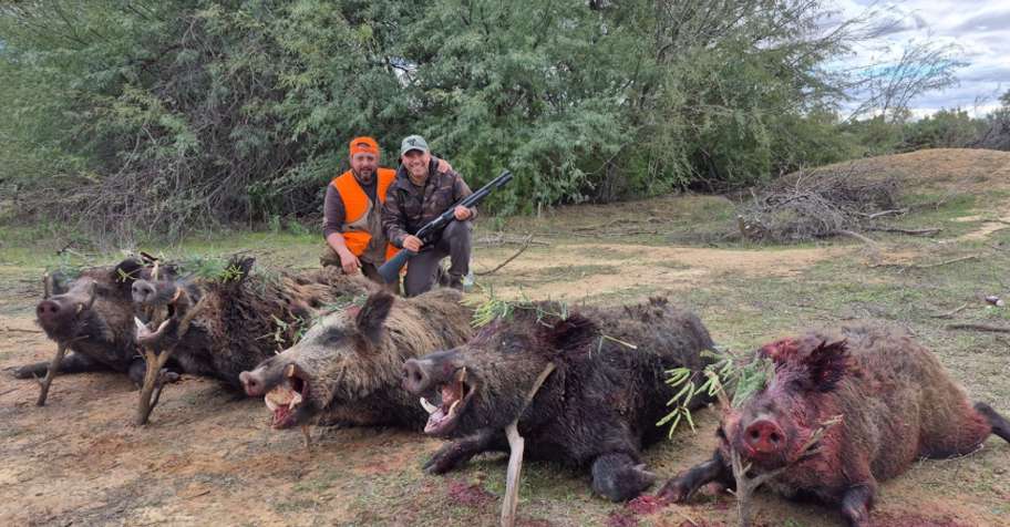 3 Days Wild Boar Hunt