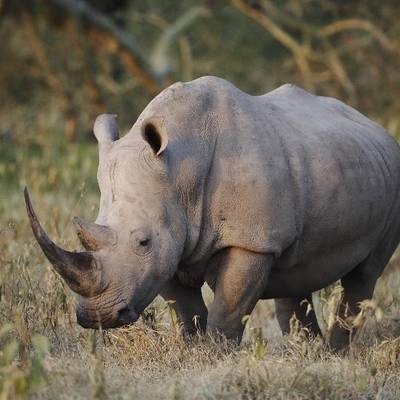 Rhino Green / Dart Hunt