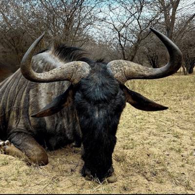 5 Premium Animals Limpopo $4960