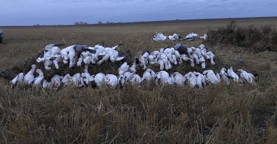 ALL INCLUSIVE GOOSE & DUCK- 6-12 Hunters