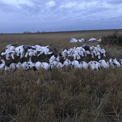 ALL INCLUSIVE GOOSE & DUCK- 6-12 Hunters