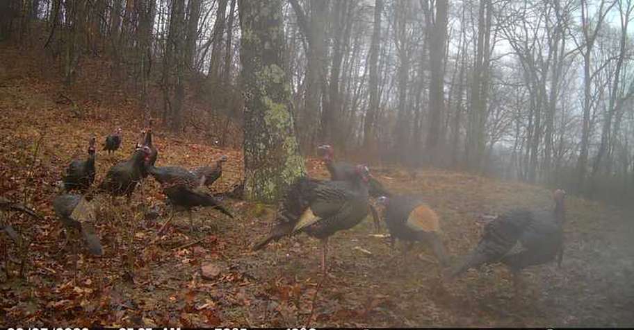 Spring Gobbler 3 2026 (2 SAT Hunts!)