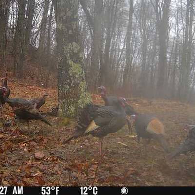Spring Gobbler 3 2026 (2 SAT Hunts!)