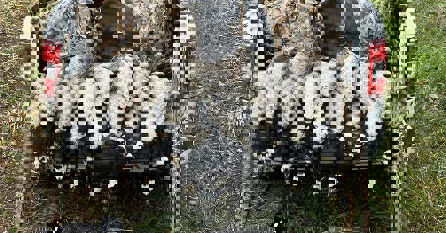 Migratory Waterfowl Morning Hunt