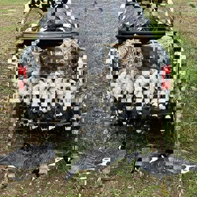 Migratory Waterfowl Morning Hunt