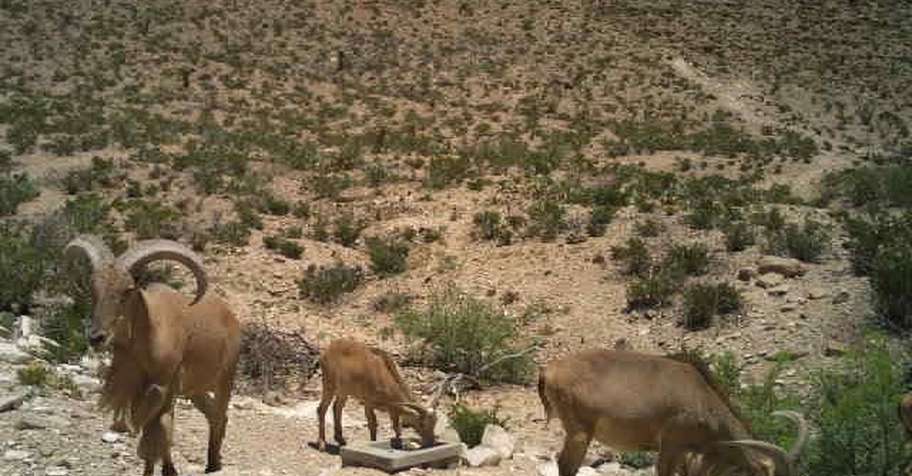 Hueco Mountain Hunts
