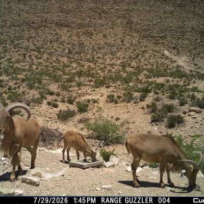 Hueco Mountain Hunts