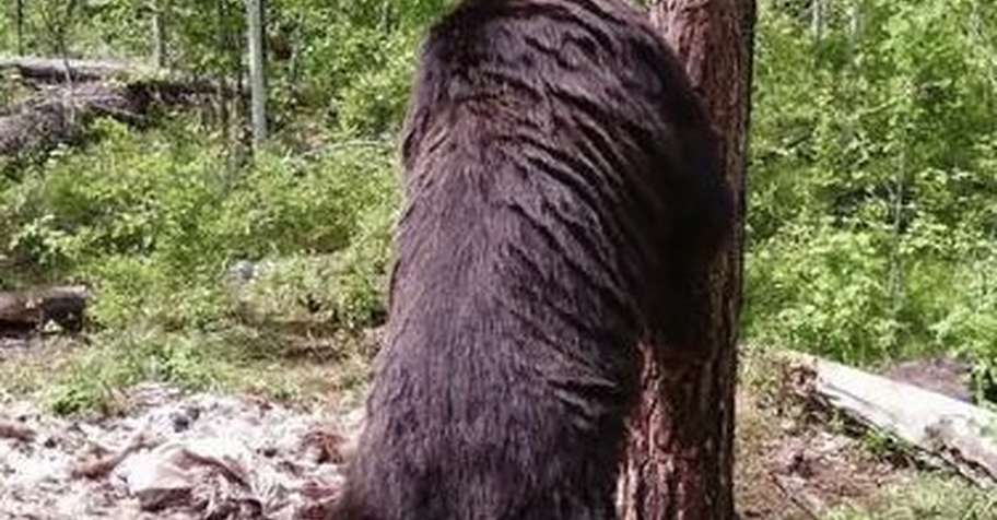 Bear Hunting in Baikal
