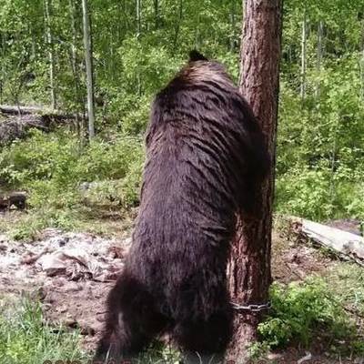 Bear Hunting in Baikal