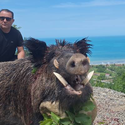 Wild Boar Bow Hunt (Black Sea)
