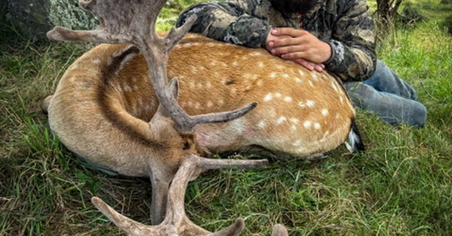 1x Day Trophy Fallow Buck Hunt