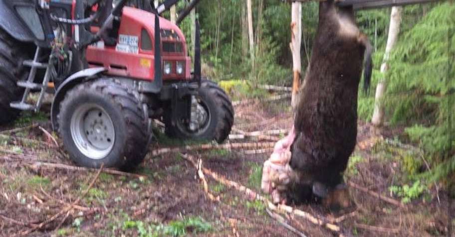 Self-guided Wild Boar hunt (no fees)