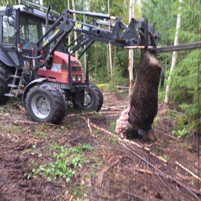 Self-guided Wild Boar hunt (no fees)