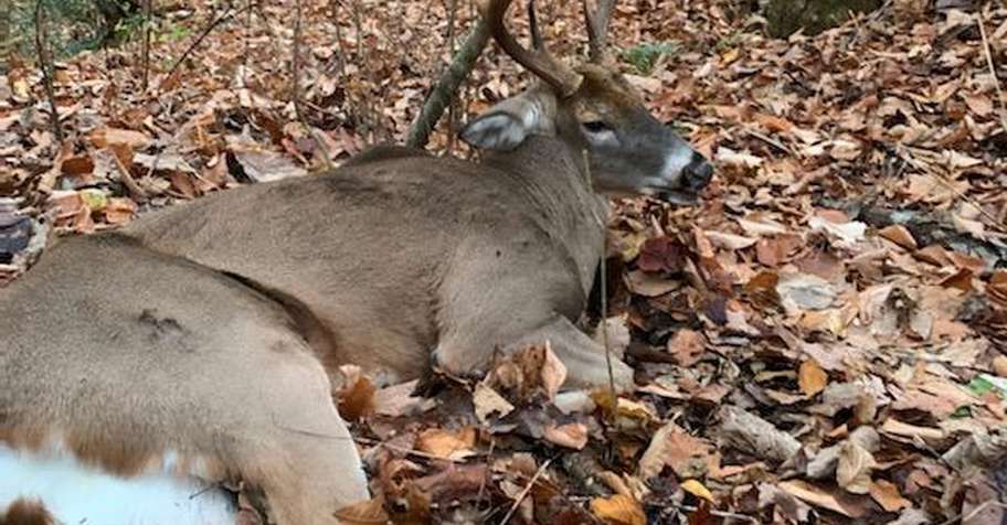 Whitetail Deer Hunt