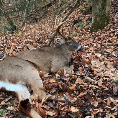 Whitetail Deer Hunt