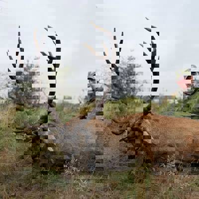 Free Range Red Stag Package