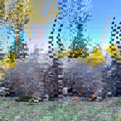 1x1 Nyala, Kudu+Gemsbok Pkg (7 Trophies)