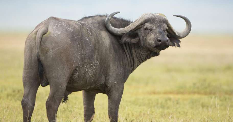 7 Day TZ Buffalo Safari (1x1)