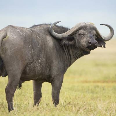 7 Day TZ Buffalo Safari (1x1)