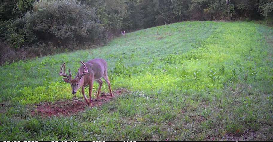 WHITETAIL DEER BUCK Archery 3 DAY HUNT