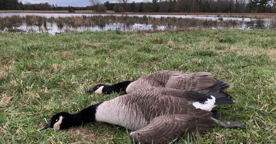 Early Canada Goose Hunt