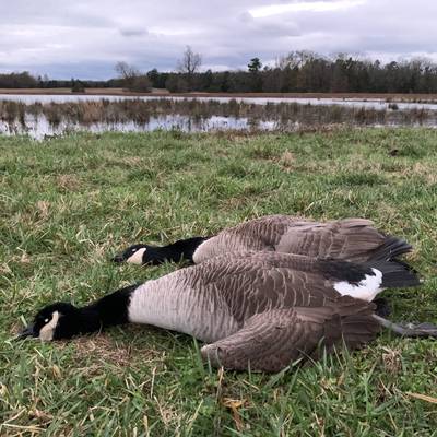 Early Canada Goose Hunt