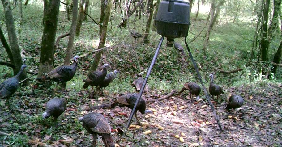 2 DAY/NT YOUTH TURKEY HUNT $750