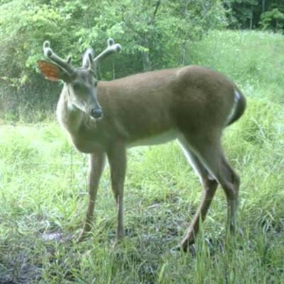 DEER BUCK Archery 5 (Late) Muzzleloader