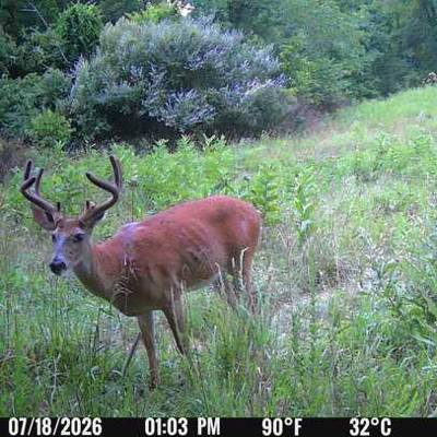 WHITETAIL DEER BUCK Archery 3 DAY HUNT