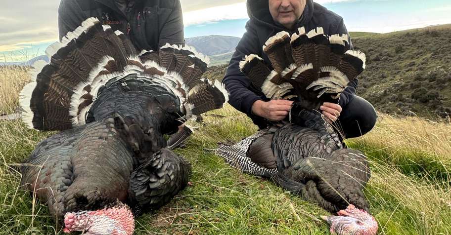 NZ Waterfowl hunt 6 species included