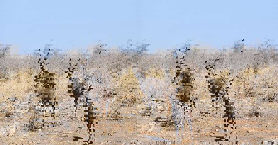 Khomas Hochland Show Special 2026