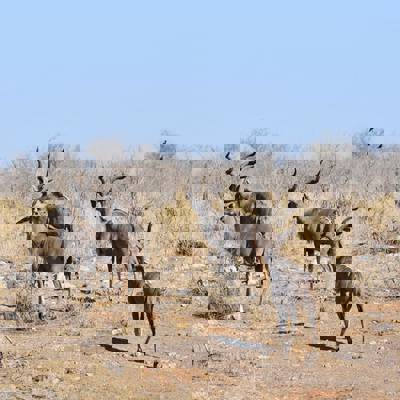 Khomas Hochland Show Special 2026