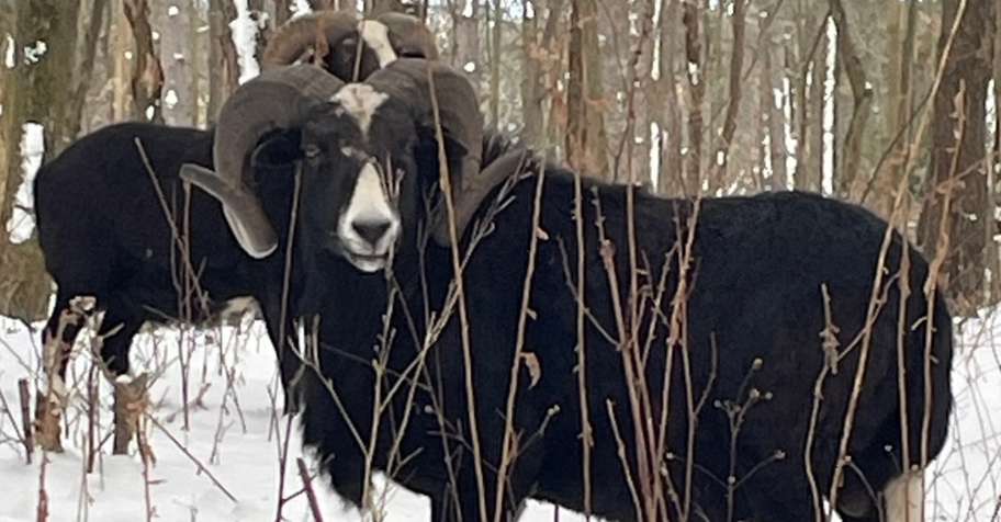 Black Hawaiian Hunt 2026