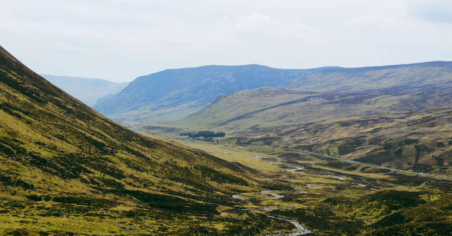 Red Deer Hinds Stalking, Scotland (1:1)