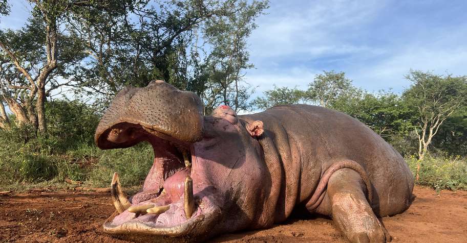 Hippo + Buffalo Hunt