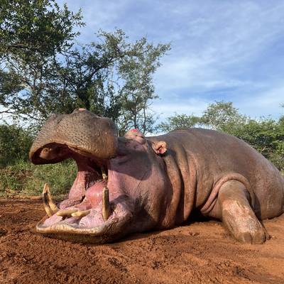 Hippo + Buffalo Hunt