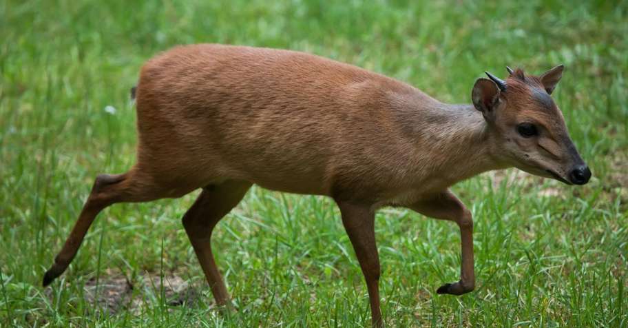 Red Duiker Safari