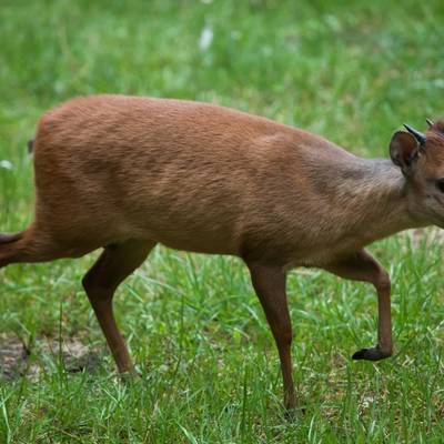 Red Duiker Safari