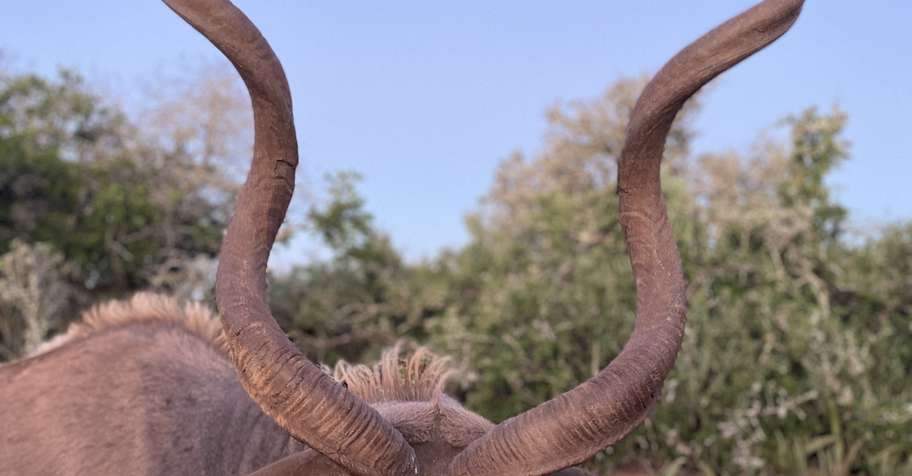 Spiral Horned Speciality Package