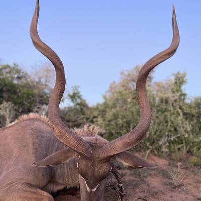 Spiral Horned Speciality Package