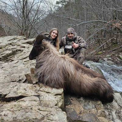 Himalayan Tahr Bulgaria