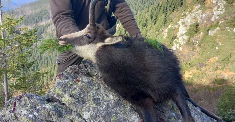 Carpathian chamois -Fagaras mounatins