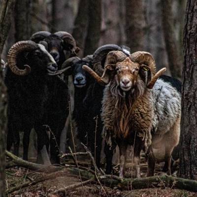 Corsican Sheep Hunt 2026