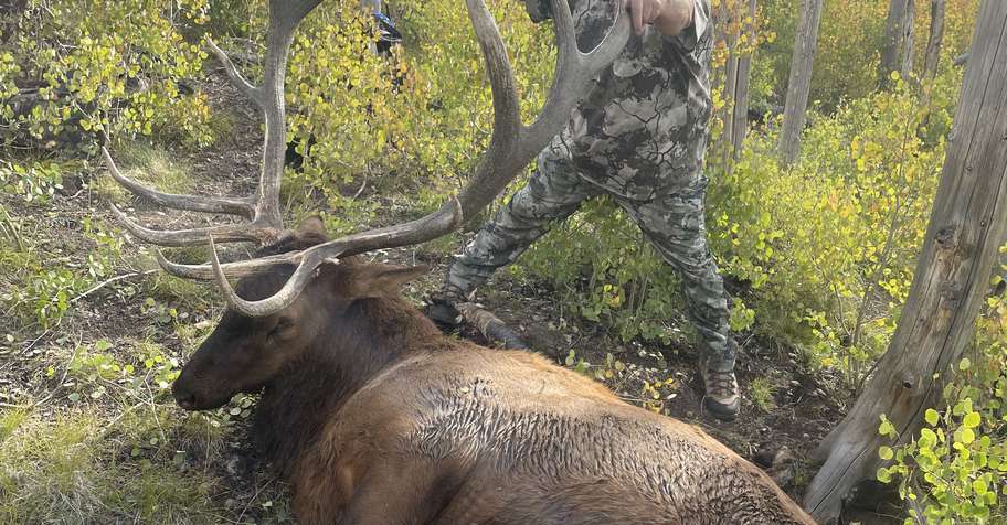 Utah Limited-Entry Bull Elk (*Draw Req.)