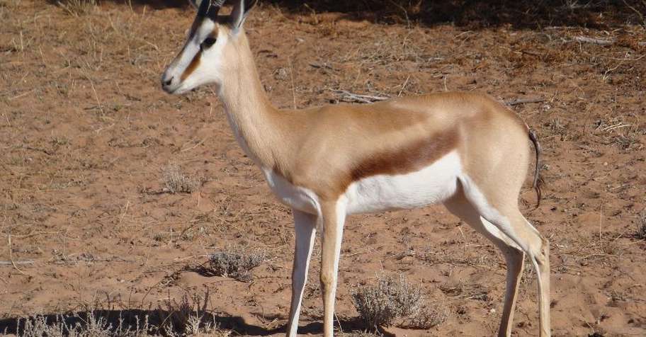 2:1 Management Hunt Package