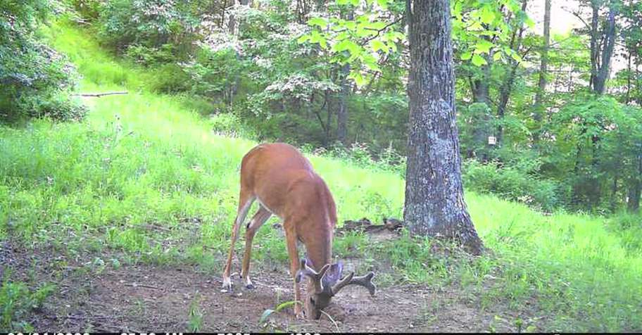 WHITETAIL DEER BUCK Archery 1 2026