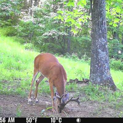 WHITETAIL DEER BUCK Archery 1 2026
