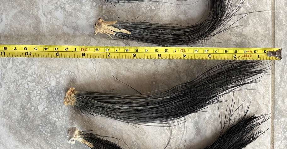 Spring Gobbler Youth Hunt 2026