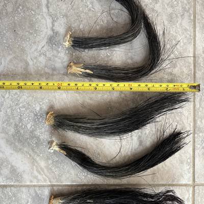 Spring Gobbler Youth Hunt 2026